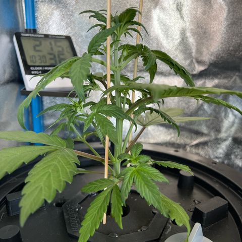 Red Kush Auto growlog timeline photo