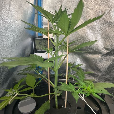 Red Kush Auto growlog timeline photo