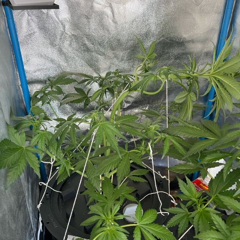 Red Kush Auto growlog timeline photo