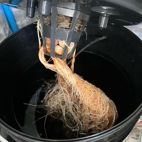 Red Kush Auto growlog timeline photo