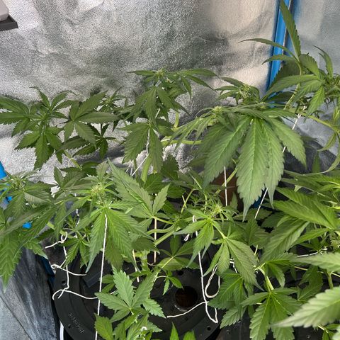 Red Kush Auto growlog timeline photo