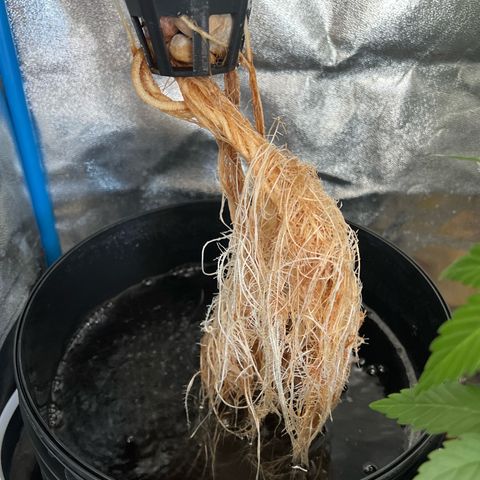 Red Kush Auto growlog timeline photo