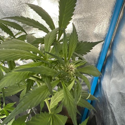 Red Kush Auto growlog timeline photo