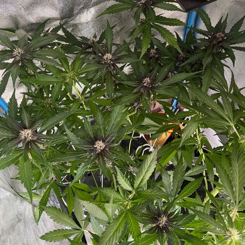 Red Kush Auto growlog timeline photo
