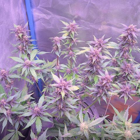 Red Kush Auto growlog timeline photo