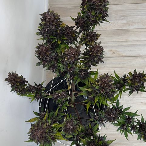 Red Kush Auto growlog timeline photo