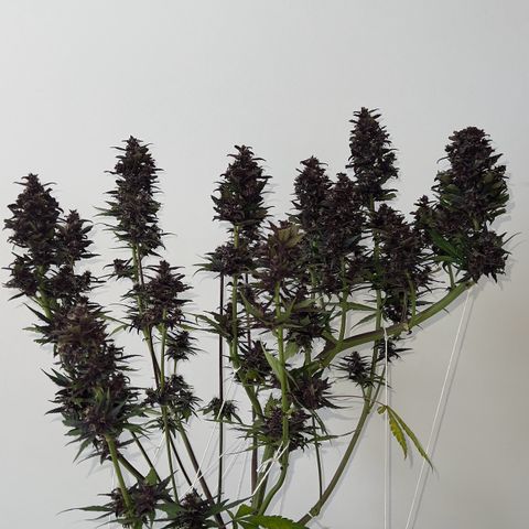 Red Kush Auto growlog timeline photo