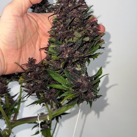 Red Kush Auto growlog timeline photo