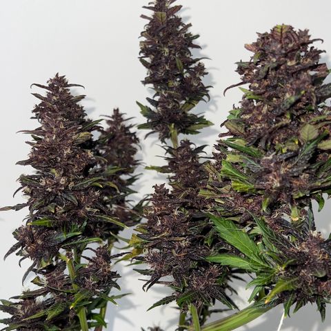Red Kush Auto growlog timeline photo
