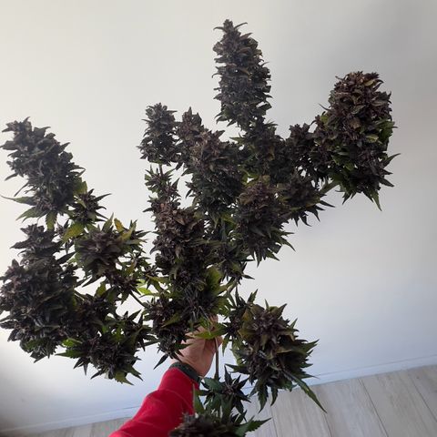 Red Kush Auto growlog timeline photo