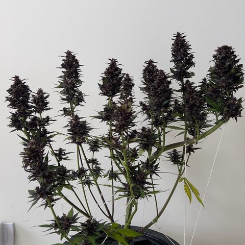Red Kush Auto growlog timeline photo