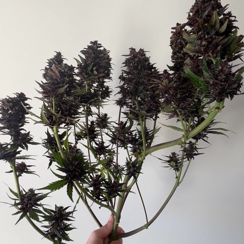 Red Kush Auto growlog timeline photo