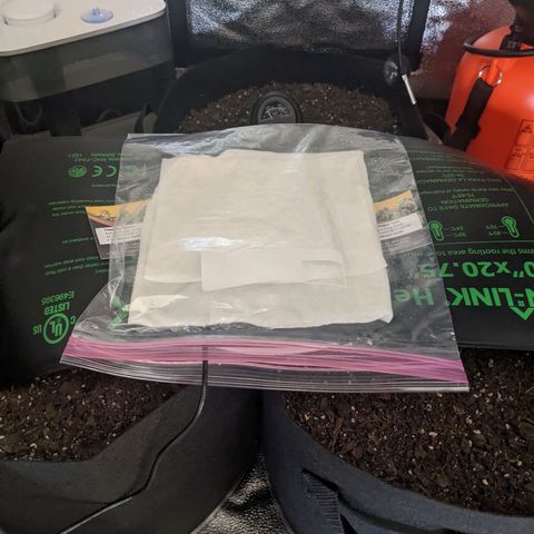 White Widow Auto growlog photo: Today's activities