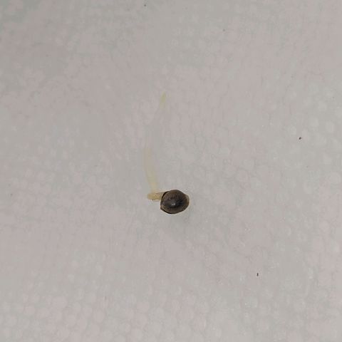 White Widow Auto growlog photo: Day 1!!!