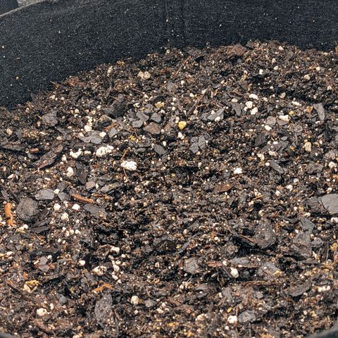 White Widow Auto growlog photo: Day 1!!!