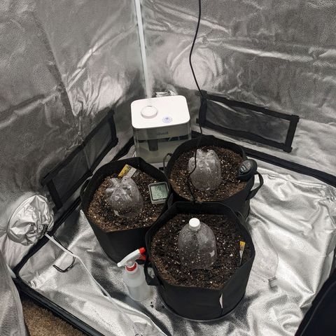 White Widow Auto growlog photo: Day 1!!!