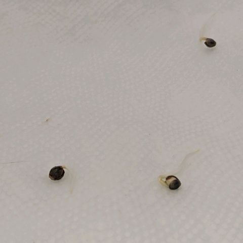 White Widow Auto growlog photo: Day 1!!!