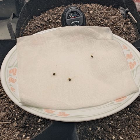 White Widow Auto growlog photo: Day 1!!!