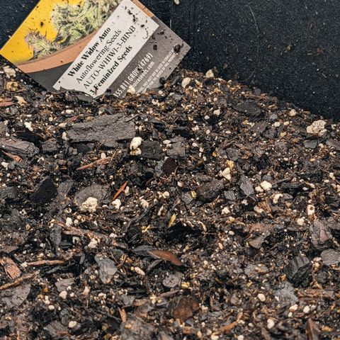 White Widow Auto growlog photo: Day 1!!!