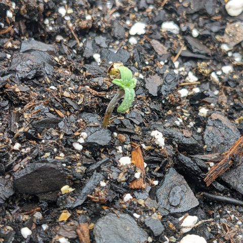 White Widow Auto growlog timeline photo
