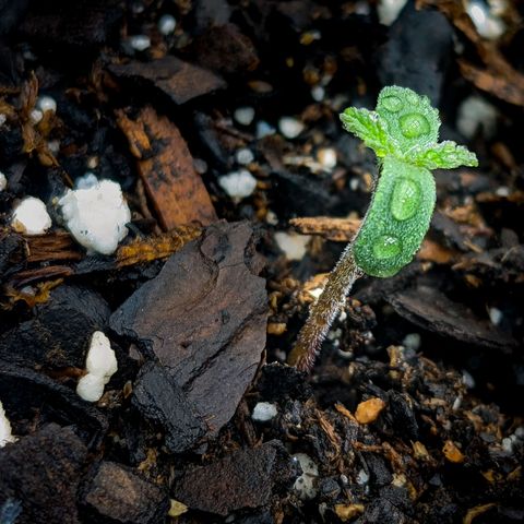 White Widow Auto growlog timeline photo