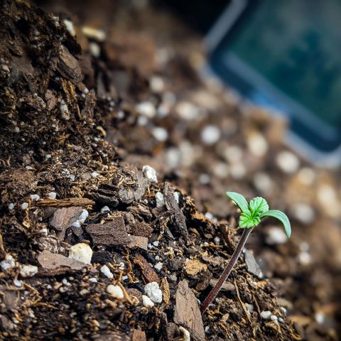 White Widow Auto growlog timeline photo