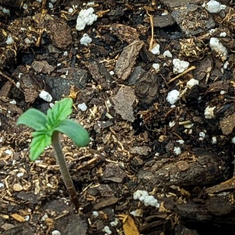 White Widow Auto growlog timeline photo