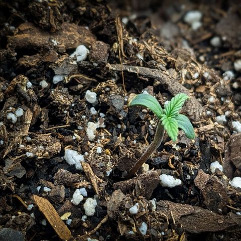White Widow Auto growlog timeline photo