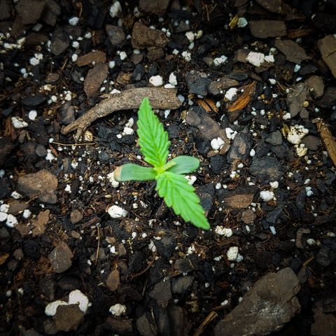White Widow Auto growlog photo: Watered this morning. Top layer of soil was dry.