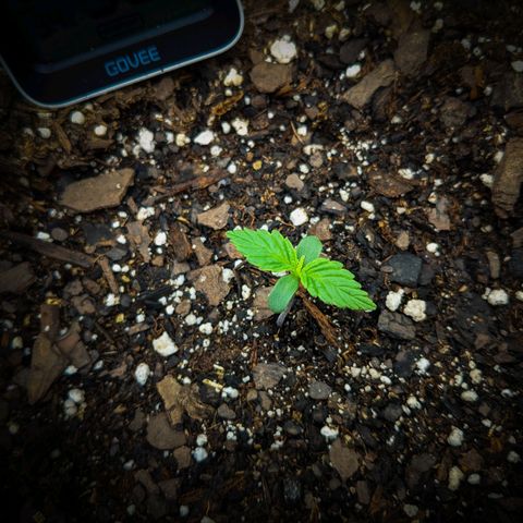 White Widow Auto growlog photo: Watered this morning. Top layer of soil was dry.