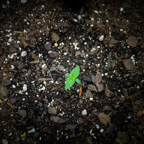 White Widow Auto growlog photo: Watered this morning. Top layer of soil was dry.