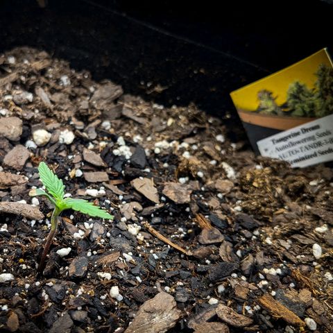 White Widow Auto growlog photo: Watered this morning. Top layer of soil was dry.