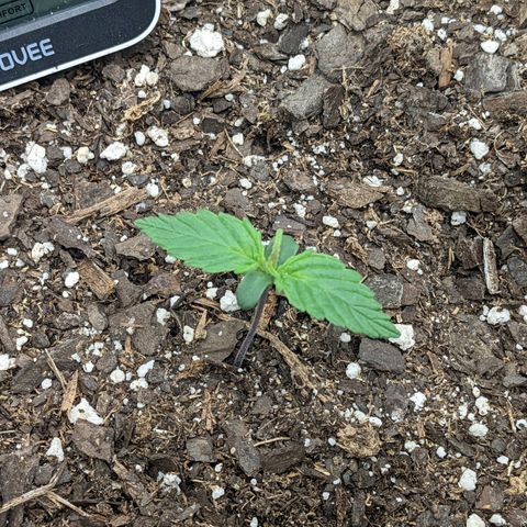 White Widow Auto growlog photo: One week down!!