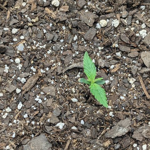 White Widow Auto growlog photo: One week down!!