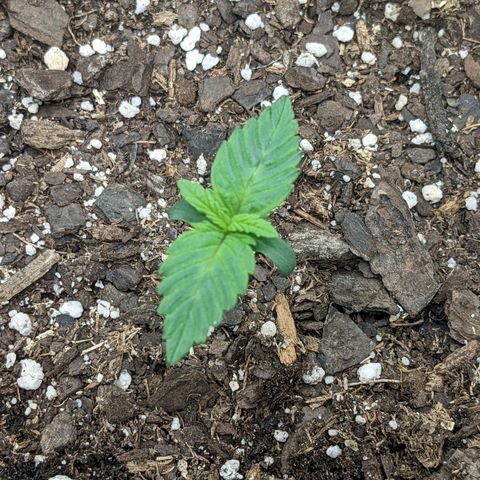 White Widow Auto growlog photo: One week down!!