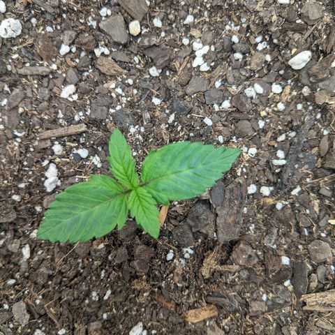 White Widow Auto growlog timeline photo