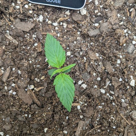 White Widow Auto growlog timeline photo