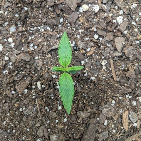 White Widow Auto growlog timeline photo