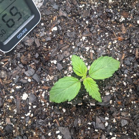 White Widow Auto growlog timeline photo