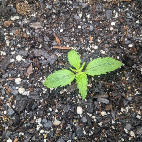 White Widow Auto growlog timeline photo