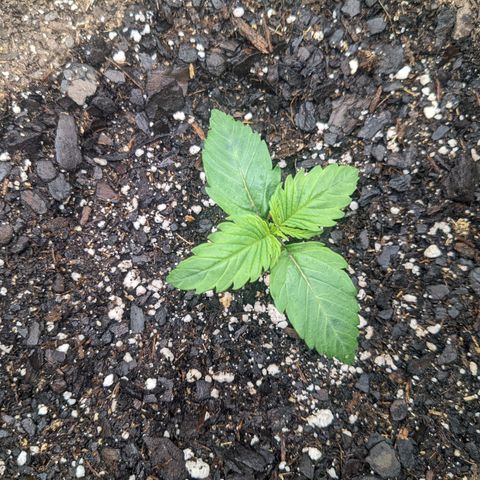 White Widow Auto growlog timeline photo