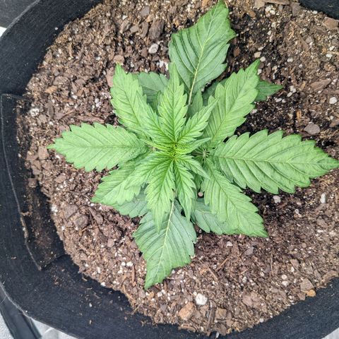 White Widow Auto growlog photo: Plants were getting dried out. Watered until runoff for the first time. pH of run off was 5.2-5.5 need a better better.