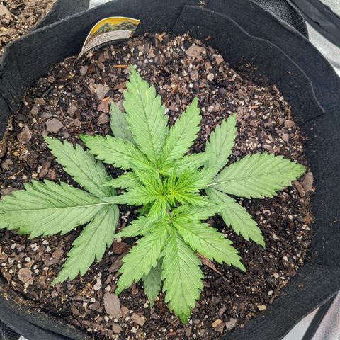 White Widow Auto growlog photo: Plants were getting dried out. Watered until runoff for the first time. pH of run off was 5.2-5.5 need a better better.