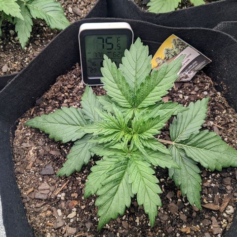 White Widow Auto growlog photo: Plants were getting dried out. Watered until runoff for the first time. pH of run off was 5.2-5.5 need a better better.