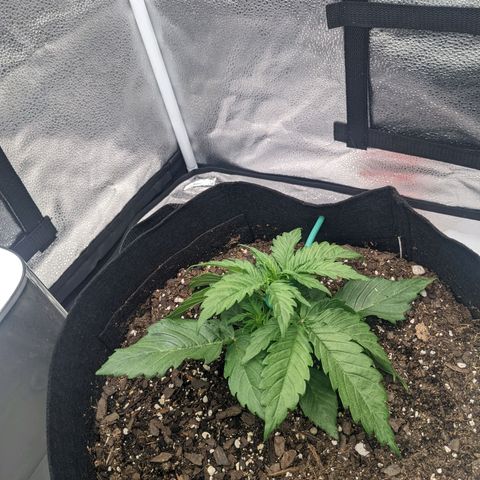 White Widow Auto growlog photo: Started LST today. Fingers crossed.