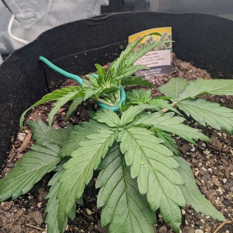 White Widow Auto growlog photo: Started LST today. Fingers crossed.