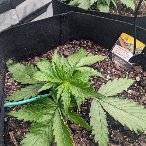 White Widow Auto growlog photo: Started LST today. Fingers crossed.