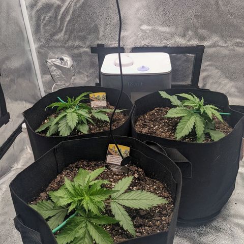White Widow Auto growlog photo: Started LST today. Fingers crossed.