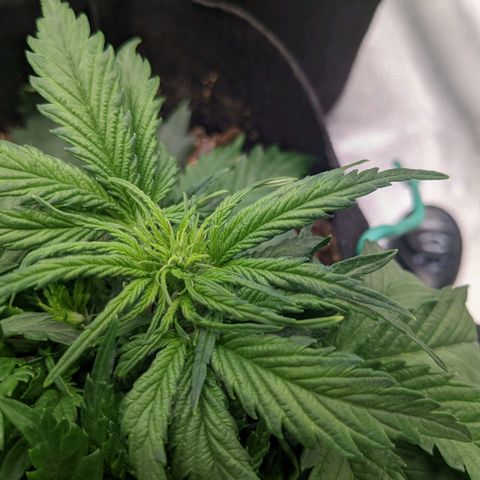 White Widow Auto growlog timeline photo