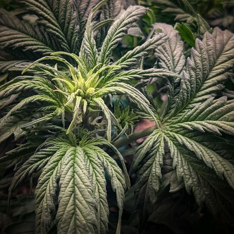 White Widow Auto growlog timeline photo